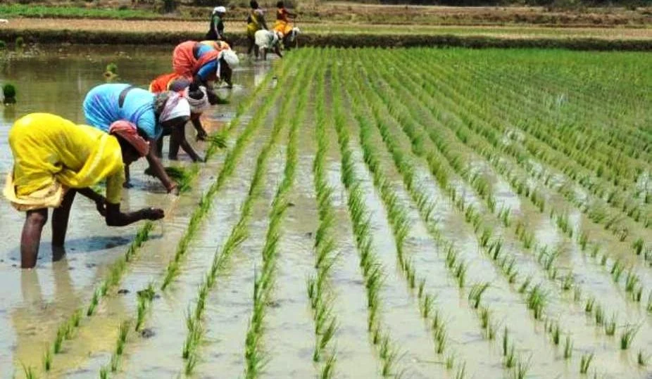 High-Yield Crop Support